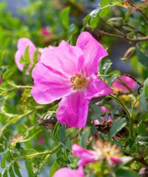 Cockers Roses Aberdeen British Native Wildflowers – Plug Plants for Wildlife Gardens