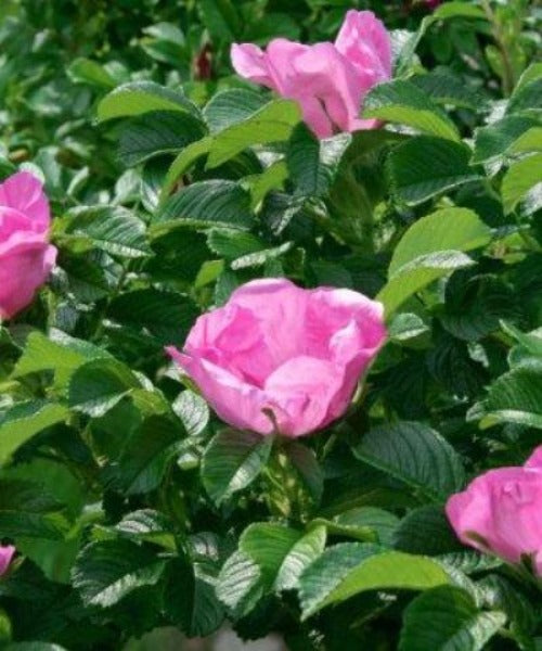Ramanus Rose Hedging - Rosa rugosa - Trees by Post