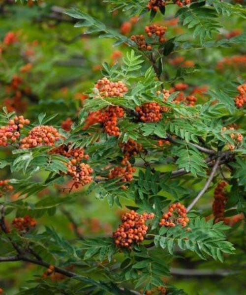 Rowan Trees - Sorbus aucuparia - Trees by Post