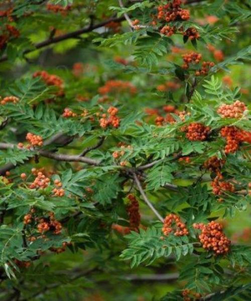 Rowan Trees - Sorbus aucuparia - Trees by Post