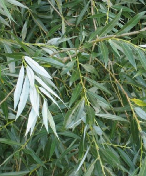 White Willow - Salix alba - Trees by Post