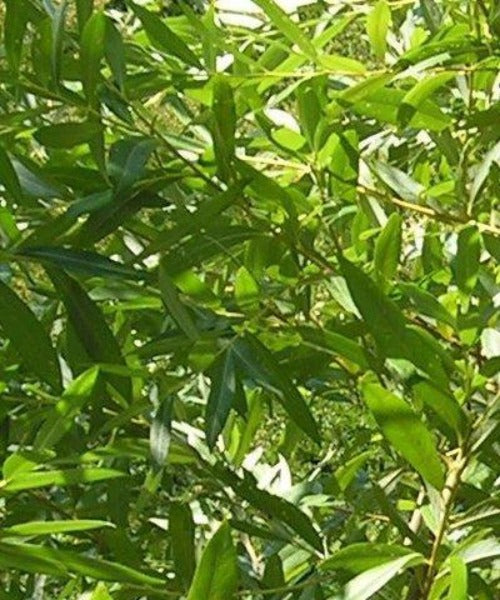 Common Osier Trees - Salix viminalis - Trees by Post
