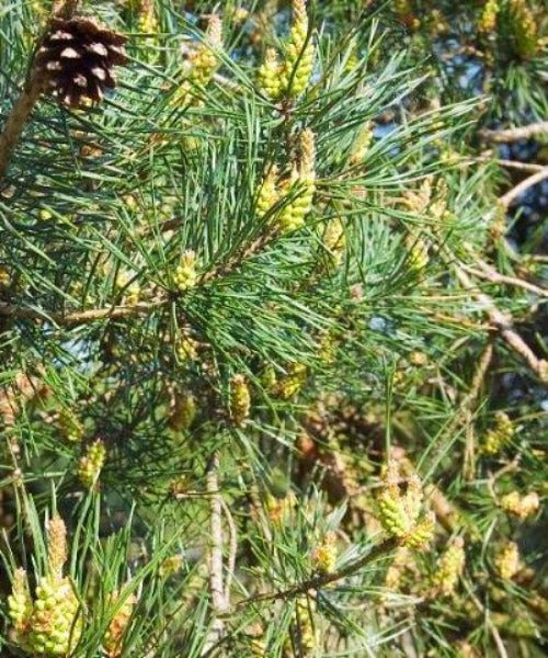 Scots Pine Trees - Pinus sylvestris - Trees by Post