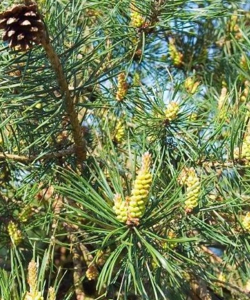 Scots Pine Trees - Pinus sylvestris - Trees by Post