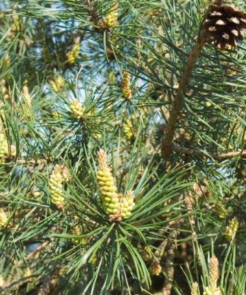Scots Pine Favour - Trees by Post