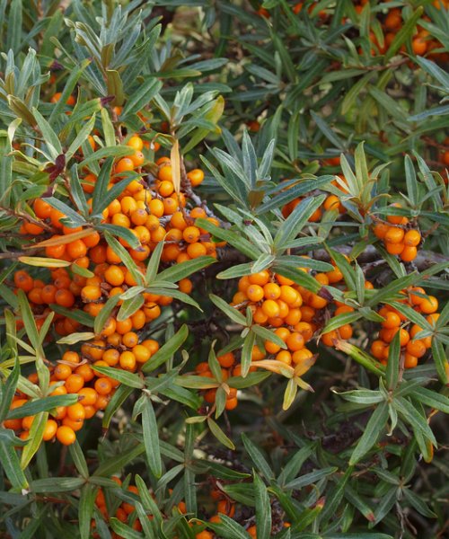 Sea Buckthorn - Hippophae rhamnoides - Trees by Post