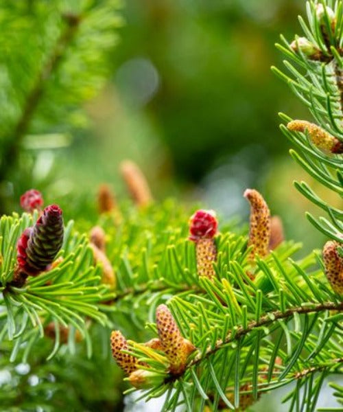 Serbian Spruce - Picea omorika - Trees by Post