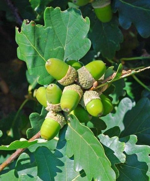 Sessile Oak Trees - Quercus petraea - Trees by Post