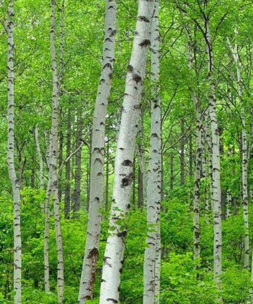 Silver Birch Trees - Betula pendula - Trees by Post