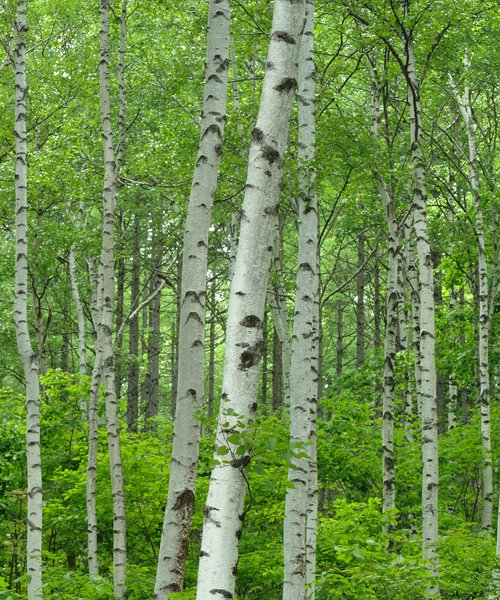 Silver Birch Favour - Trees by Post