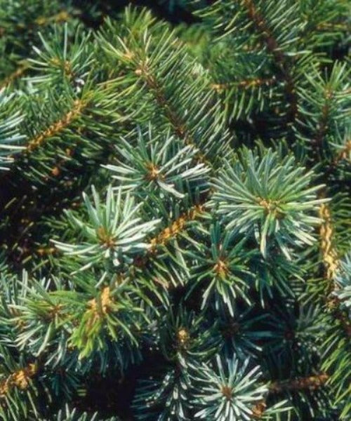 Sitka Spruce Trees - Picea stichensis - Trees by Post