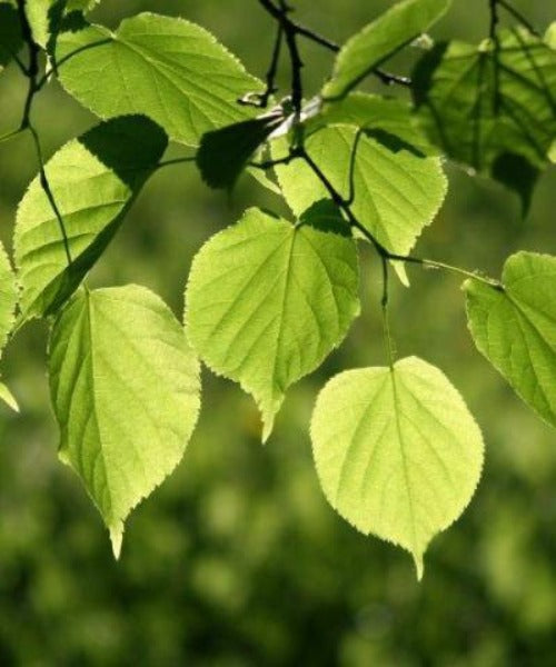 Small Leaved Lime Trees - Tilia cordata - Trees by Post