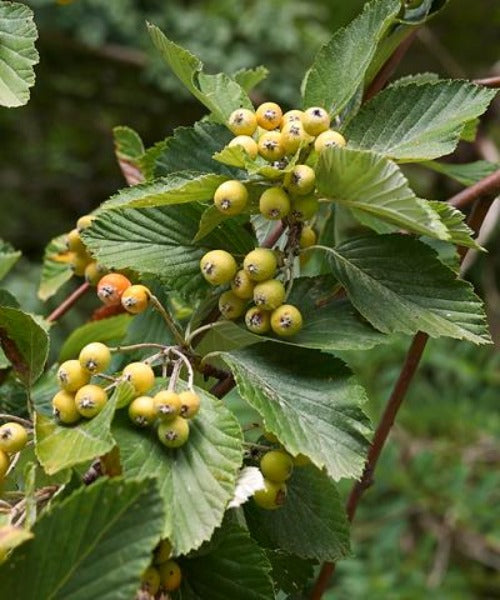 Common Whitebeam Trees - Sorbus aria - Trees by Post