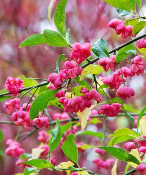 Spindle - Euonymus europaeus - Trees by Post