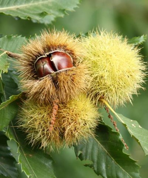 Sweet Chestnut Trees - Castanea sativa - Trees by Post