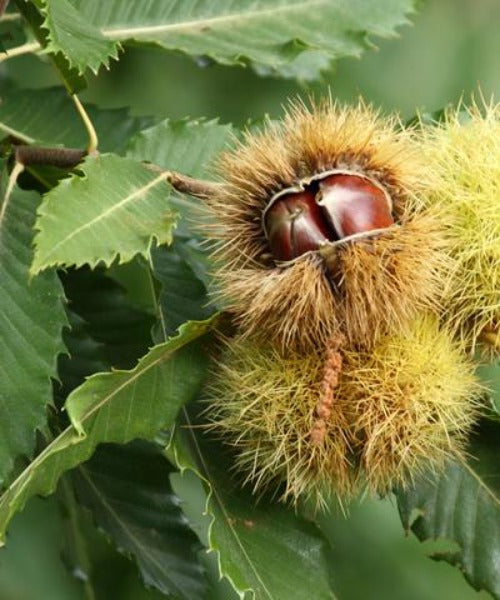 Sweet Chestnut Trees - Castanea sativa - Trees by Post