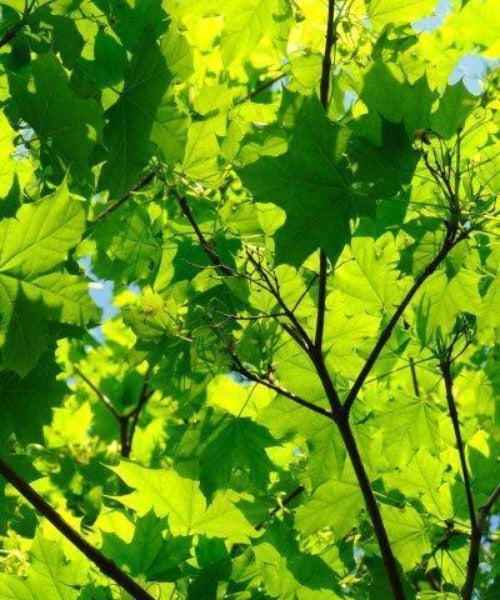 Sycamore Trees - Acer pseudoplatanus - Trees by Post