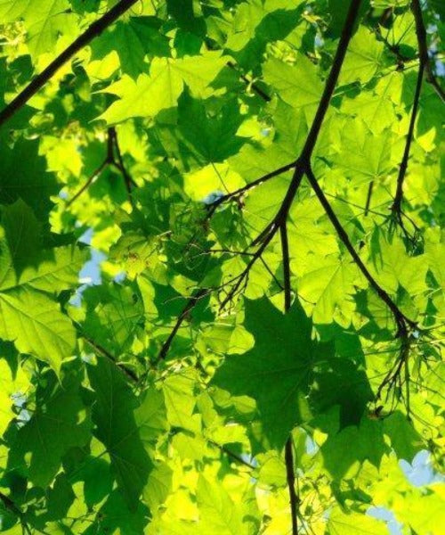 Sycamore Trees - Acer pseudoplatanus - Trees by Post
