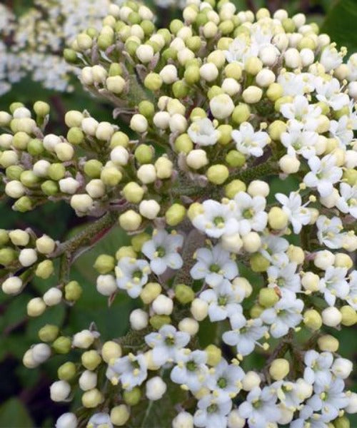 Wayfaring Tree - Viburnum lantana - Trees by Post