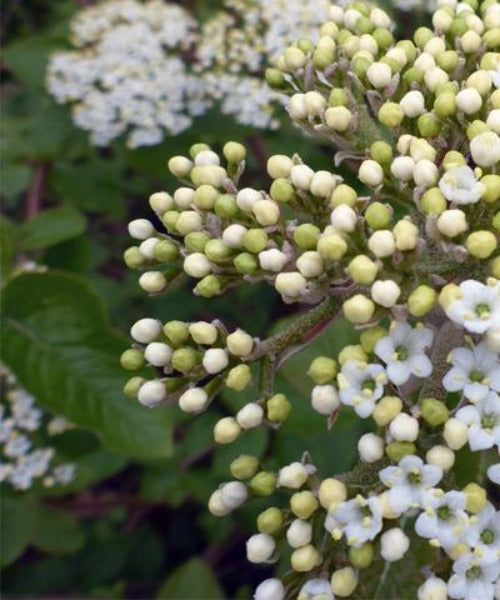 Wayfaring Tree - Viburnum lantana - Trees by Post