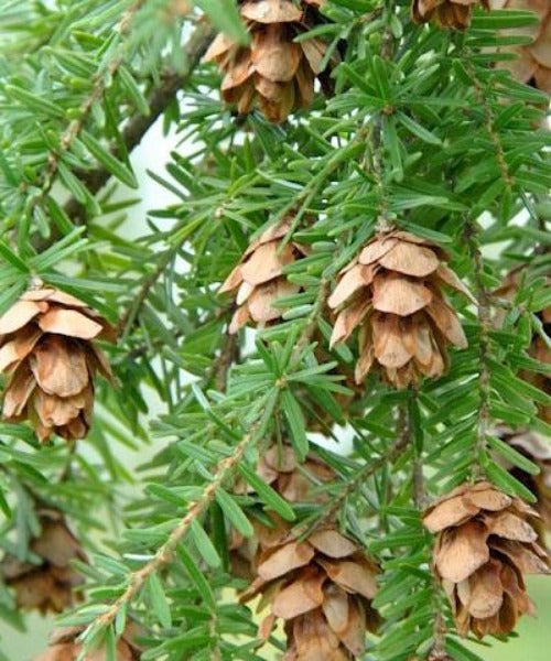 Western Hemlock Hedging - Tsuga heterophylla - Trees by Post