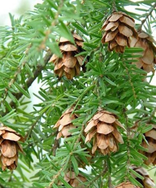 Western Hemlock Hedging - Tsuga heterophylla - Trees by Post