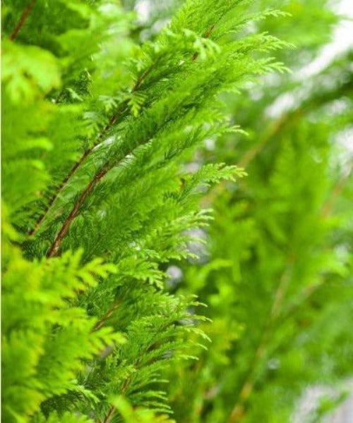 Western Red Cedar Hedging - Thuja plicata - Trees by Post