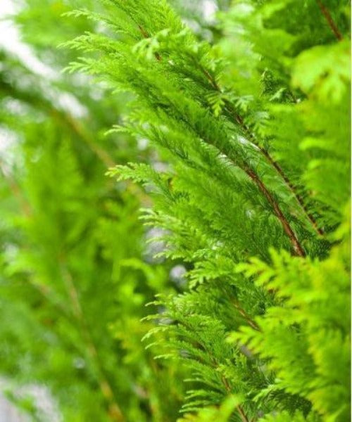 Western Red Cedar Hedging - Thuja plicata - Trees by Post