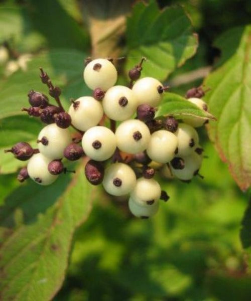 Dogwood - Cornus alba - Trees by Post