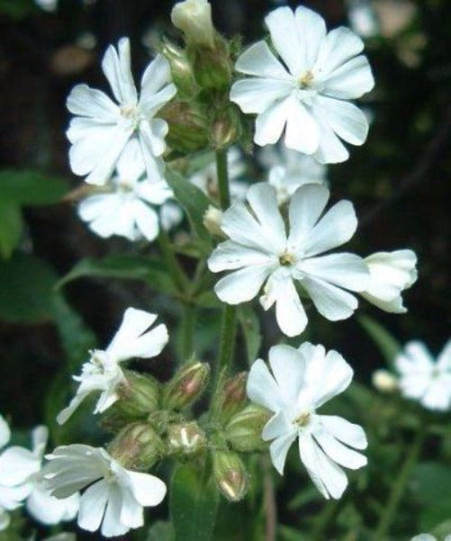White Campion - Silene alba - Trees by Post