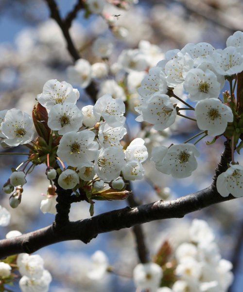 Wild Cherry Favour - Trees by Post