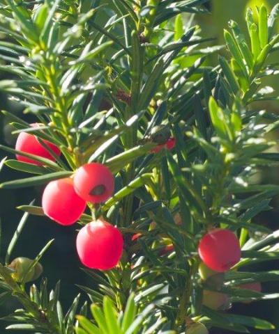 Yew Trees - Taxus baccata - Trees by Post