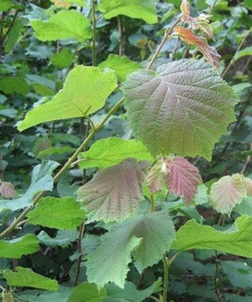 Hazel Trees - Corylus avellana - Trees by Post