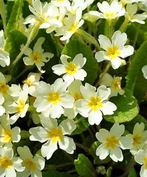 Wild Primrose - Primula vulgaris - Trees by Post